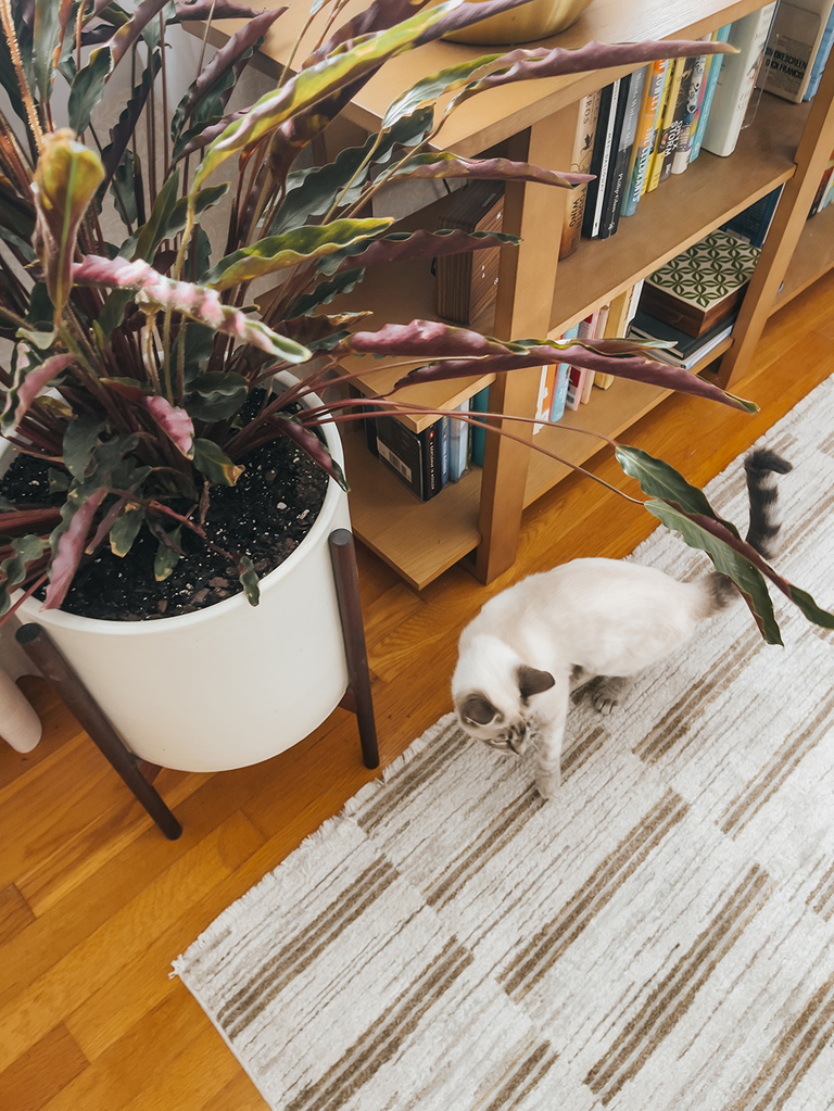 How To Have An Aesthetic Home With Pets
