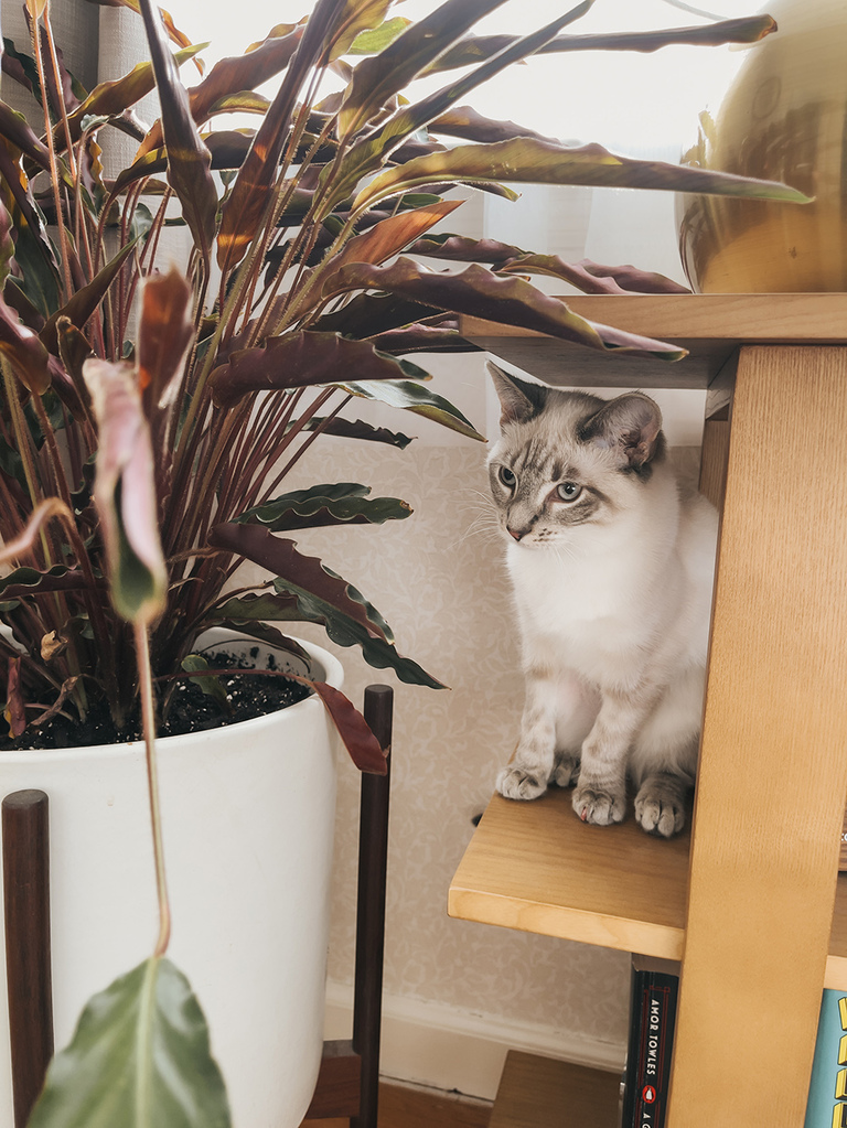 How To Have An Aesthetic Home With Pets