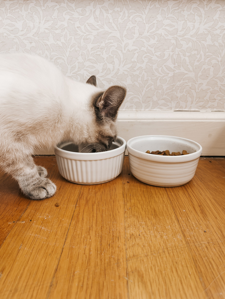 How To Have An Aesthetic Home With Pets