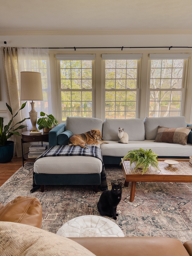 How To Protect Your Couch From Pets