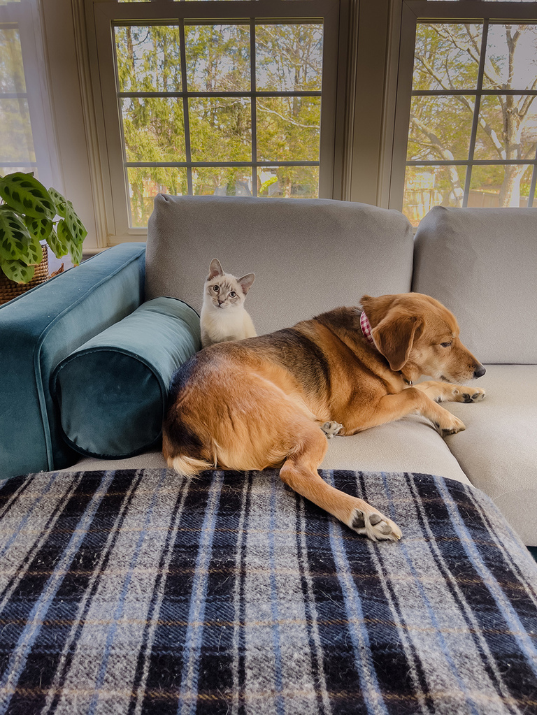 How To Protect Your Couch From Pets