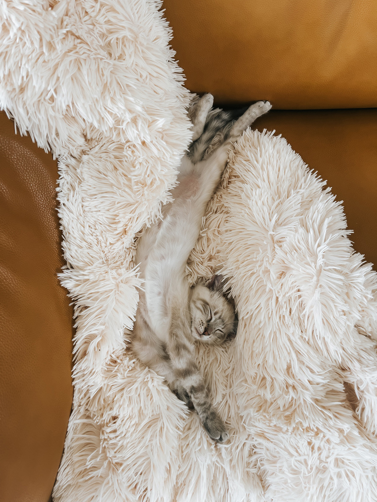 Modern Cat Litter Box Review