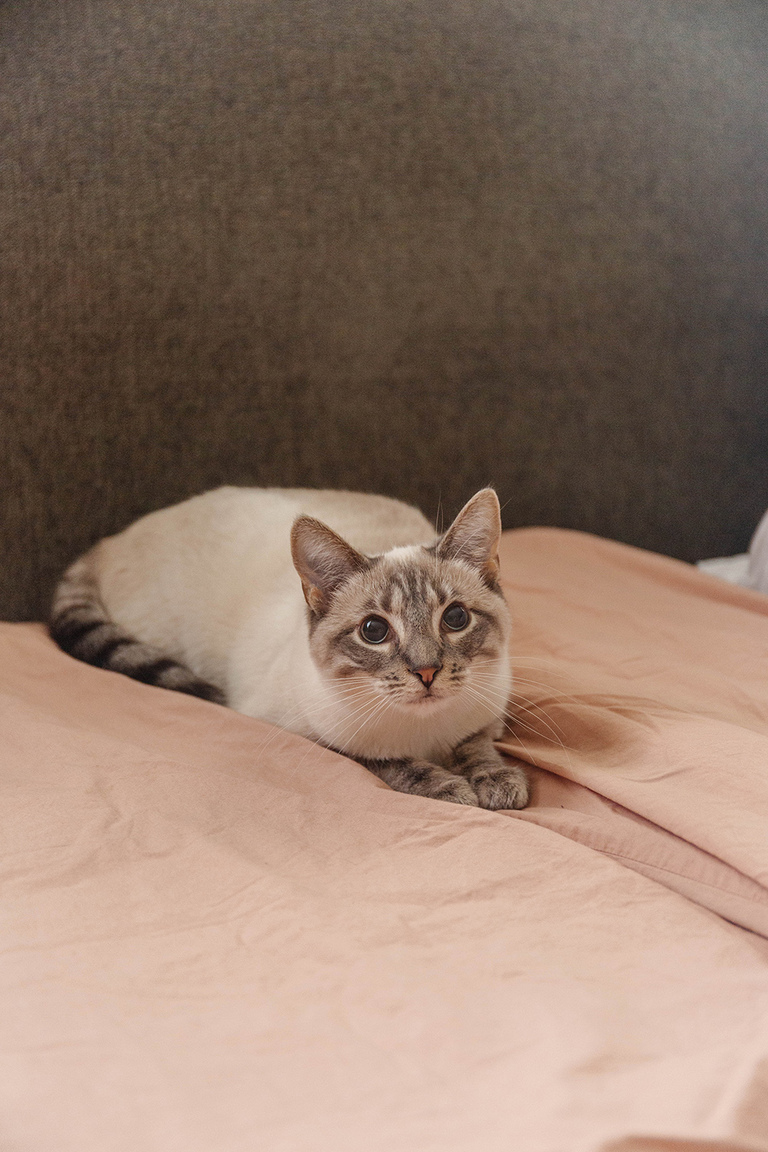 Burrow Span Sleeper Sofa Review