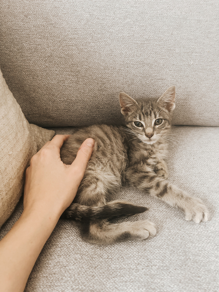 1 Month With Our Rescue Kitten Stanley