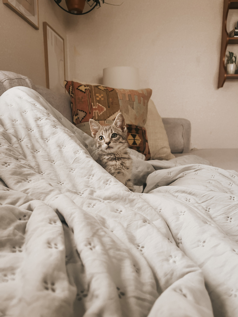 1 Month With Our Rescue Kitten Stanley