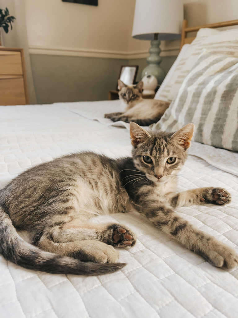 1 Month With Our Rescue Kitten Stanley