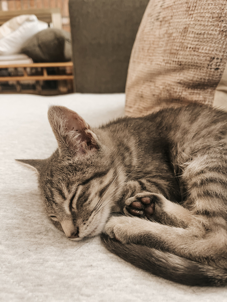 1 Month With Our Rescue Kitten Stanley