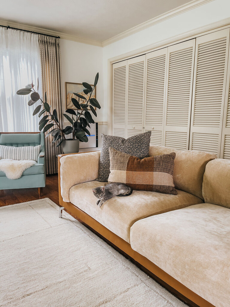 1 Month With Our Rescue Kitten Stanley