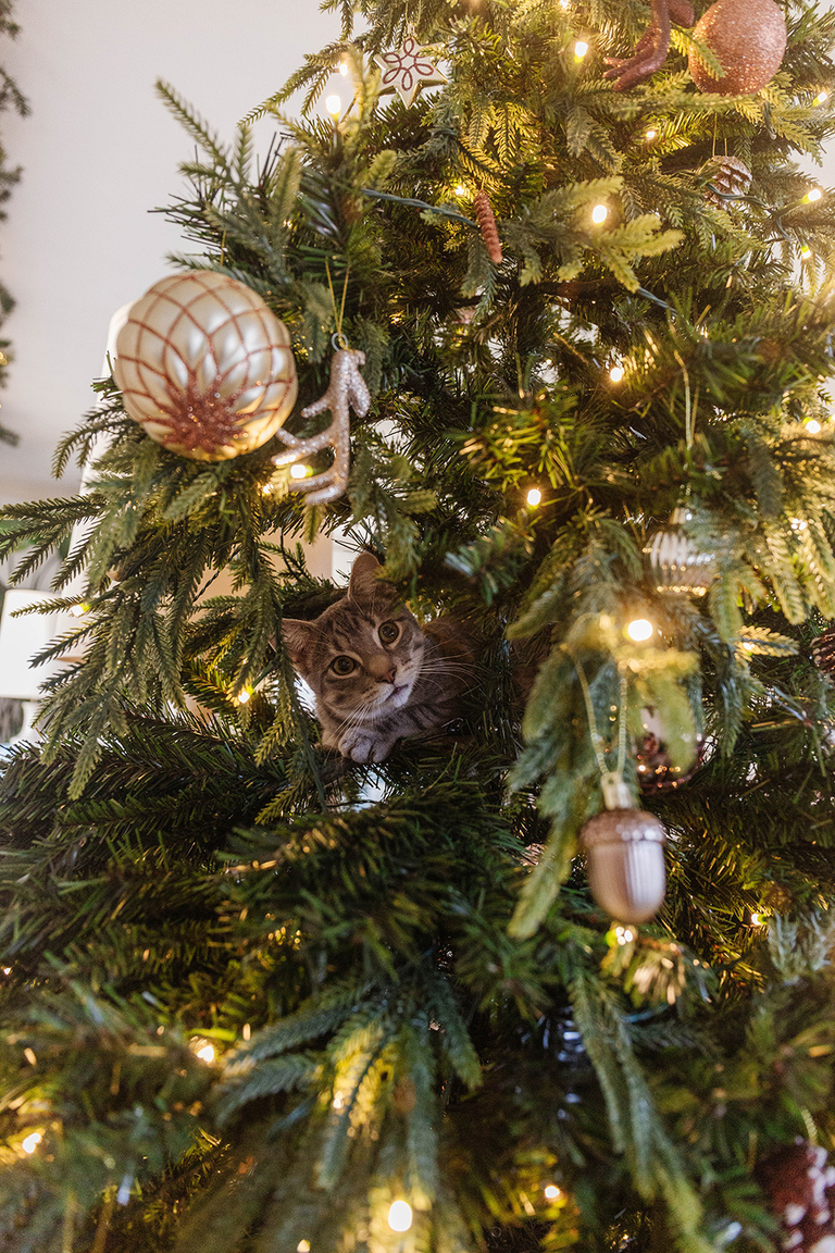Easy Cat-Friendly Christmas Décor Tips
