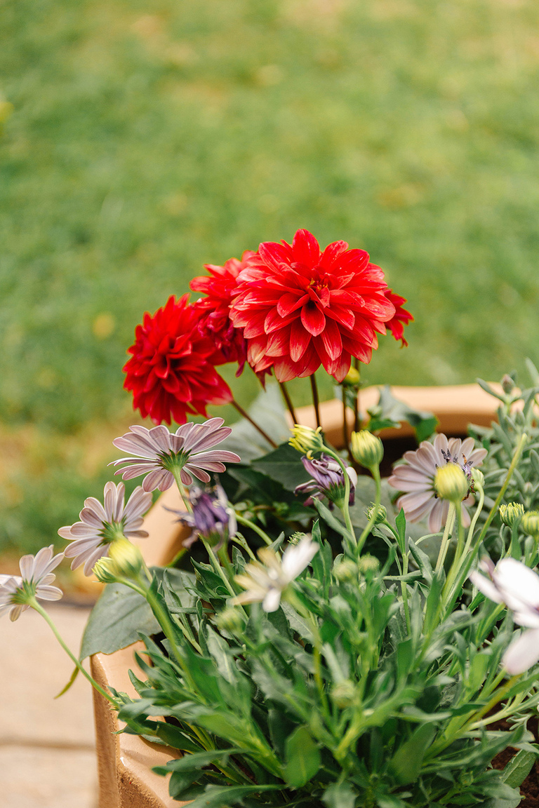 Colorful Patio Refresh Using Potted Plants